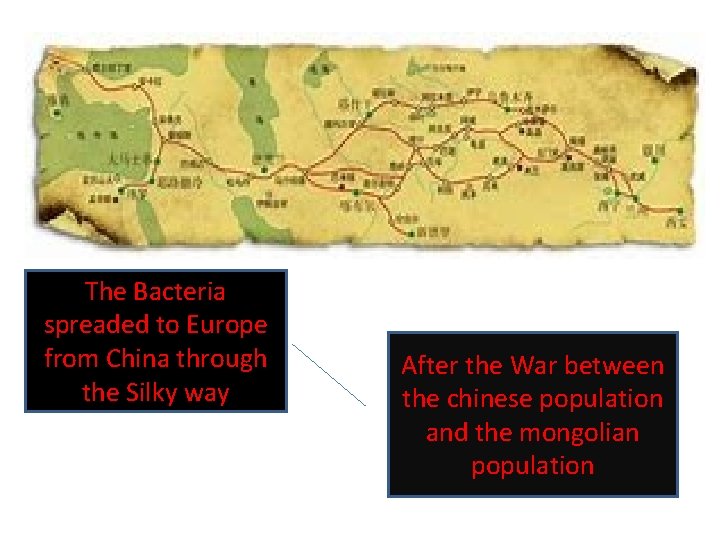 The Bacteria spreaded to Europe from China through the Silky way After the War