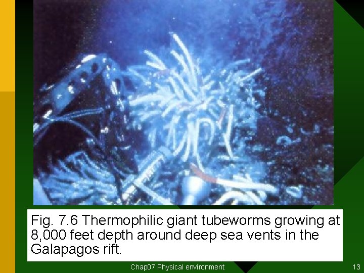 Fig. 7. 6 Thermophilic giant tubeworms growing at 8, 000 feet depth around deep