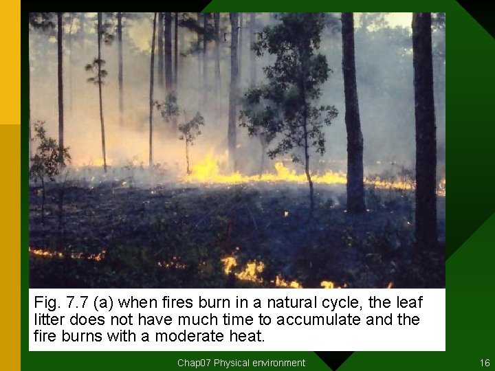 Fig. 7. 7 (a) when fires burn in a natural cycle, the leaf litter