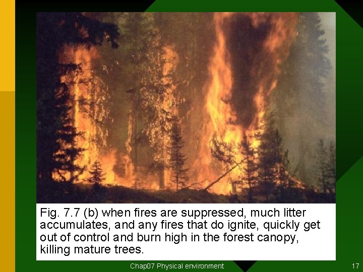 Fig. 7. 7 (b) when fires are suppressed, much litter accumulates, and any fires