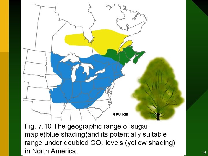 400 km Fig. 7. 10 The geographic range of sugar maple(blue shading)and its potentially