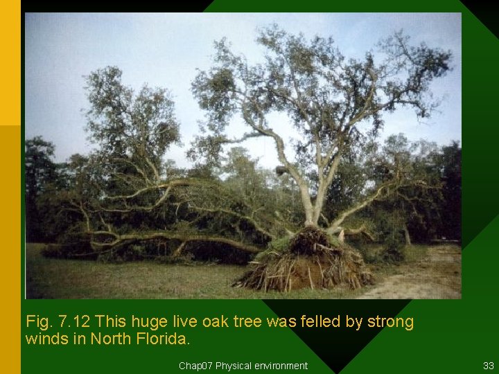 Fig. 7. 12 This huge live oak tree was felled by strong winds in