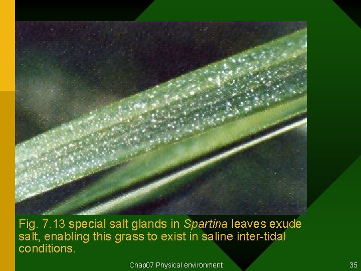 Fig. 7. 13 special salt glands in Spartina leaves exude salt, enabling this grass