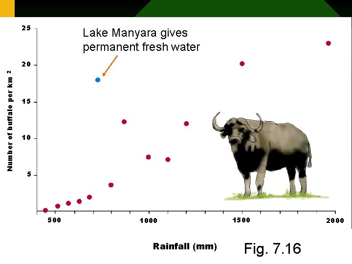 25 Lake Manyara gives permanent fresh water Number of buffalo per km 2 20