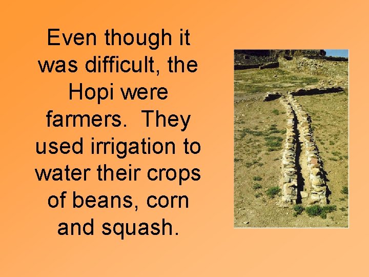 Even though it was difficult, the Hopi were farmers. They used irrigation to water