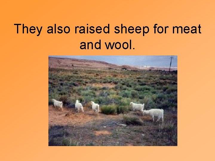They also raised sheep for meat and wool. 