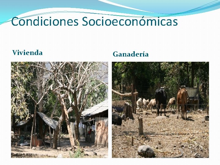 Condiciones Socioeconómicas Vivienda Ganadería Condiciones Socioeconómicas Vivienda Ganadería