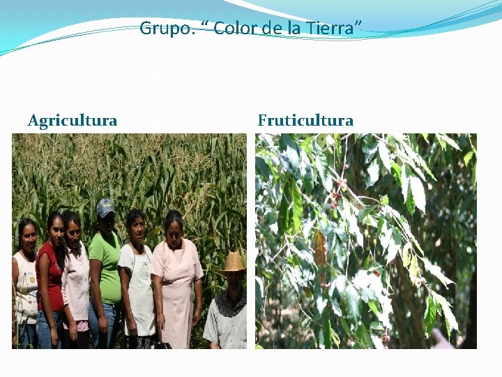 Grupo. “ Color de la Tierra” Agricultura Fruticultura Grupo. “ Color de la Tierra” Agricultura Fruticultura