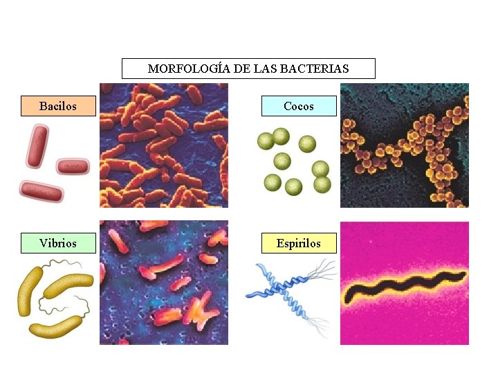 MORFOLOGÍA DE LAS BACTERIAS Bacilos Cocos Vibrios Espirilos 