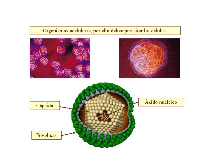 Organismos acelulares, por ello deben parasitar las células. Cápsida Envoltura Ácido nucleico 
