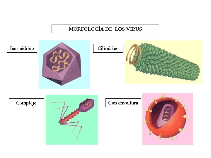MORFOLOGÍA DE LOS VIRUS Icosaédrico Complejo Cilíndrico Con envoltura 