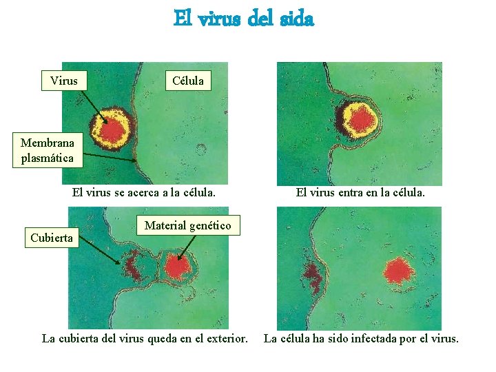 El virus del sida Virus Célula Membrana plasmática El virus se acerca a la