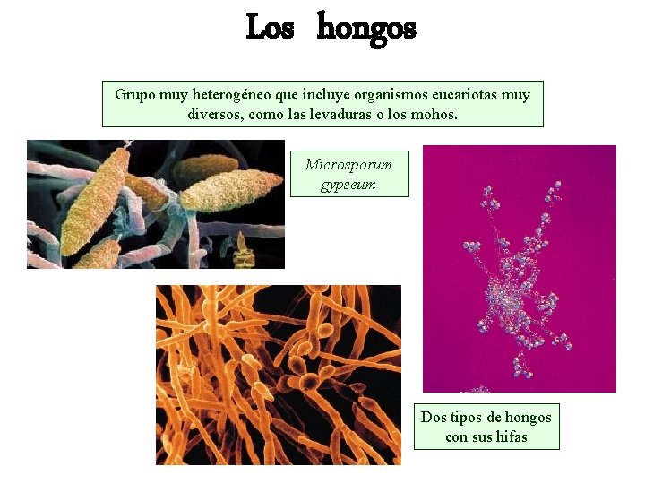 Los hongos Grupo muy heterogéneo que incluye organismos eucariotas muy diversos, como las levaduras