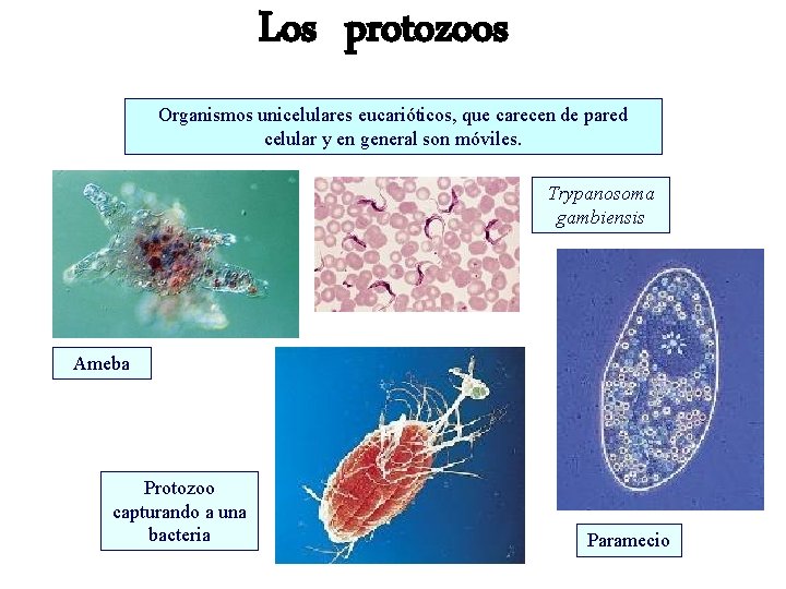 Los protozoos Organismos unicelulares eucarióticos, que carecen de pared celular y en general son