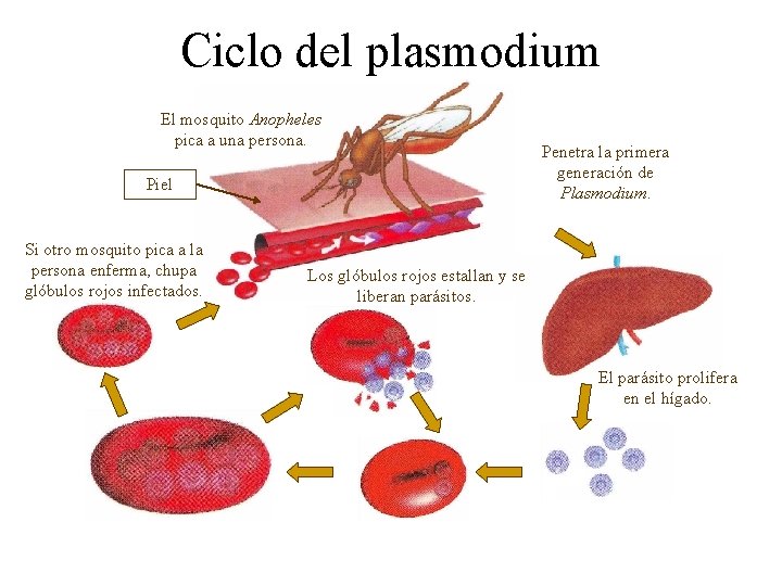 Ciclo del plasmodium El mosquito Anopheles pica a una persona. Piel Si otro mosquito