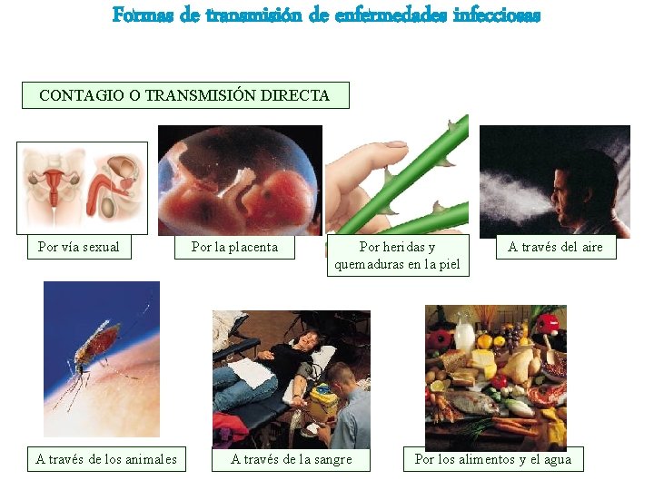 Formas de transmisión de enfermedades infecciosas CONTAGIO O TRANSMISIÓN DIRECTA Por vía sexual A