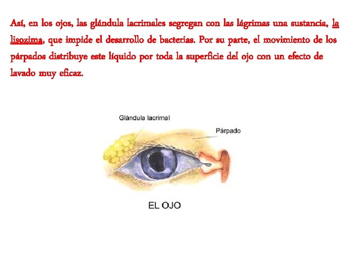 Así, en los ojos, las glándula lacrimales segregan con las lágrimas una sustancia, la