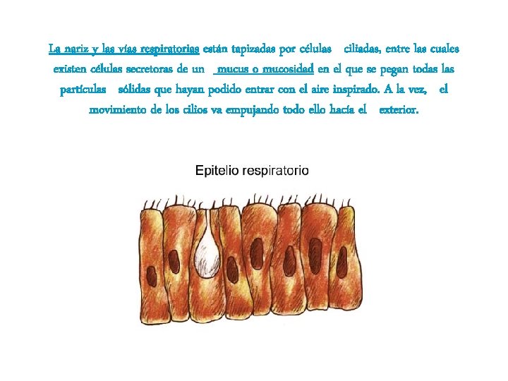 La nariz y las vías respiratorias están tapizadas por células ciliadas, entre las cuales