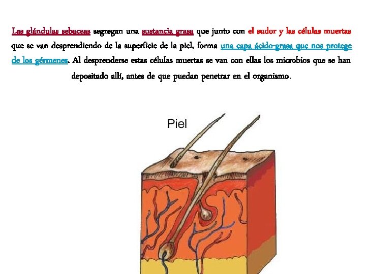 Las glándulas sebaceas segregan una sustancia grasa que junto con el sudor y las