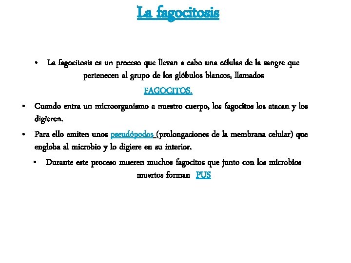 La fagocitosis • La fagocitosis es un proceso que llevan a cabo una células