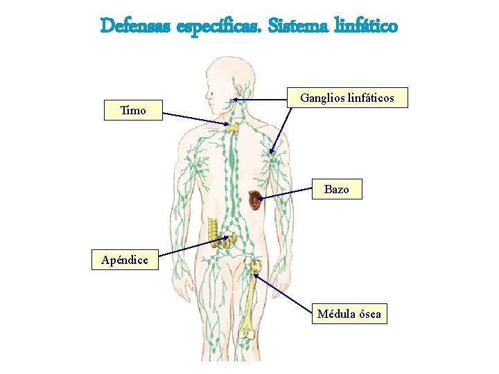 Defensas específicas. Sistema linfático Timo Ganglios linfáticos Bazo Apéndice Médula ósea 