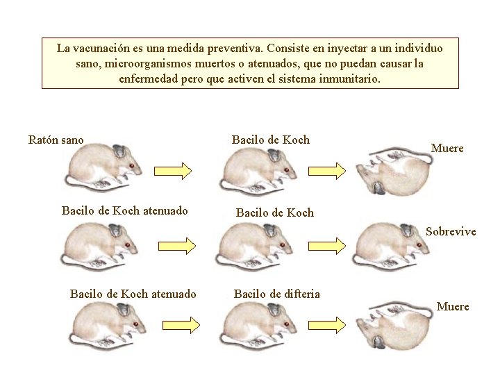 La vacunación es una medida preventiva. Consiste en inyectar a un individuo sano, microorganismos