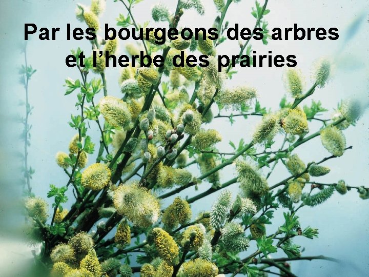 Par les bourgeons des arbres et l’herbe des prairies 