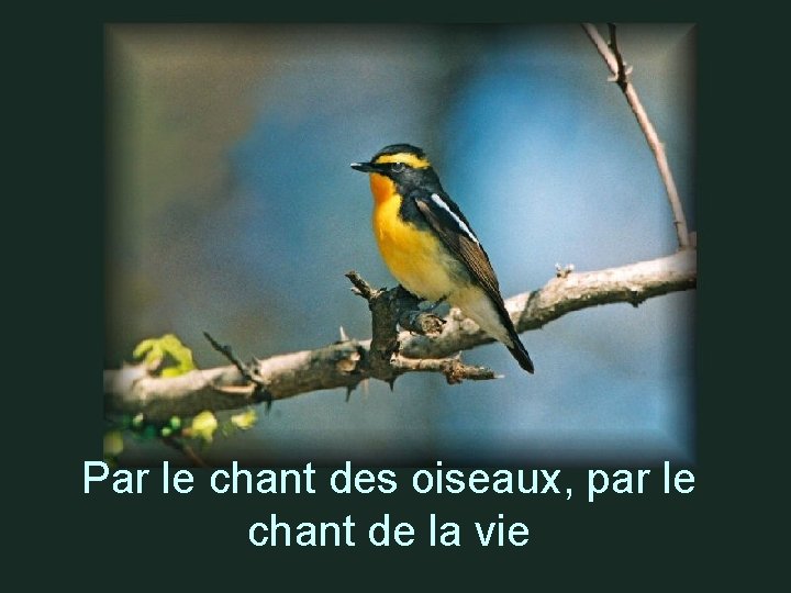 Par le chant des oiseaux, par le chant de la vie 21 