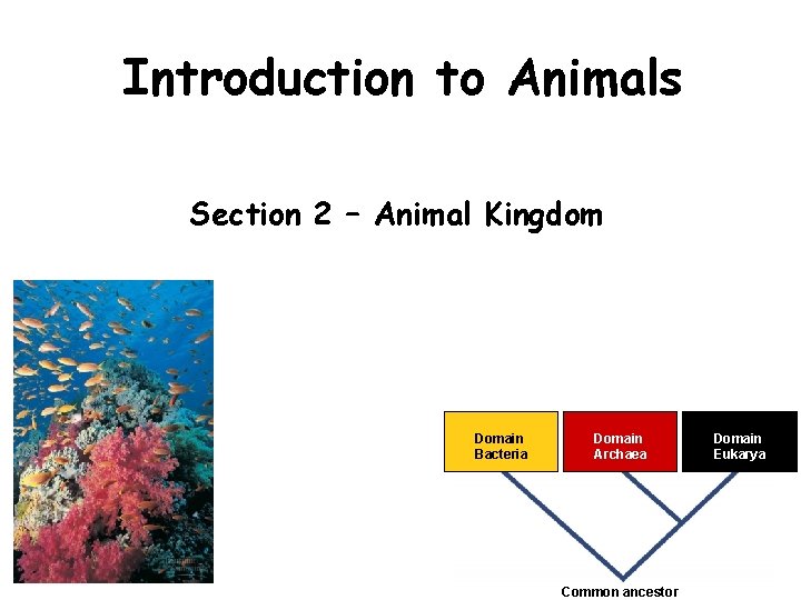 Introduction to Animals Section 2 – Animal Kingdom Domain Bacteria Domain Archaea Common ancestor