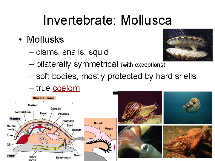 Invertebrate: Mollusca • Mollusks – clams, snails, squid – bilaterally symmetrical (with exceptions) –