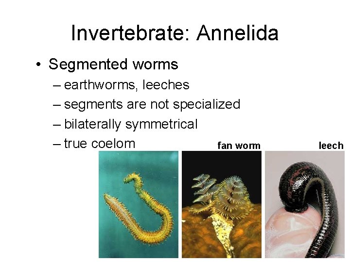 Invertebrate: Annelida • Segmented worms – earthworms, leeches – segments are not specialized –