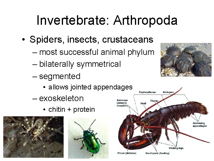 Invertebrate: Arthropoda • Spiders, insects, crustaceans – most successful animal phylum – bilaterally symmetrical