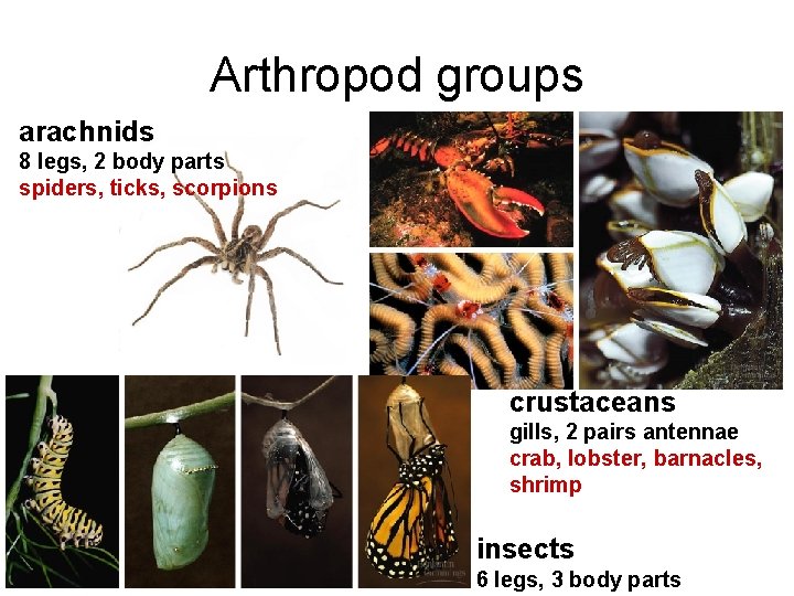 Arthropod groups arachnids 8 legs, 2 body parts spiders, ticks, scorpions crustaceans gills, 2