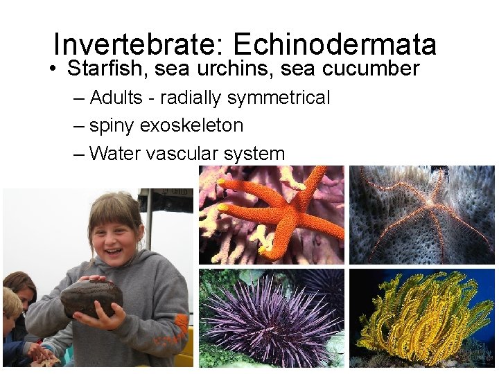 Invertebrate: Echinodermata • Starfish, sea urchins, sea cucumber – Adults - radially symmetrical –