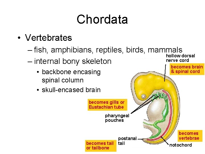 Chordata • Vertebrates – fish, amphibians, reptiles, birds, mammals hollow dorsal nerve cord –