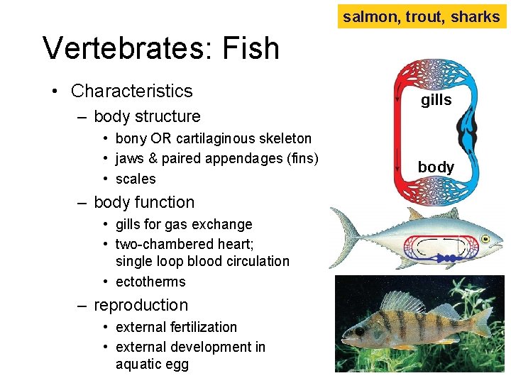 salmon, trout, sharks Vertebrates: Fish • Characteristics – body structure • bony OR cartilaginous