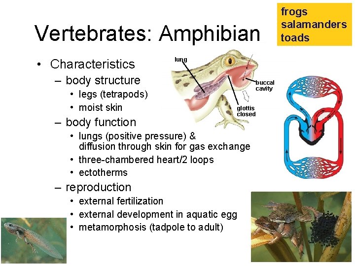 Vertebrates: Amphibian • Characteristics lung – body structure • legs (tetrapods) • moist skin