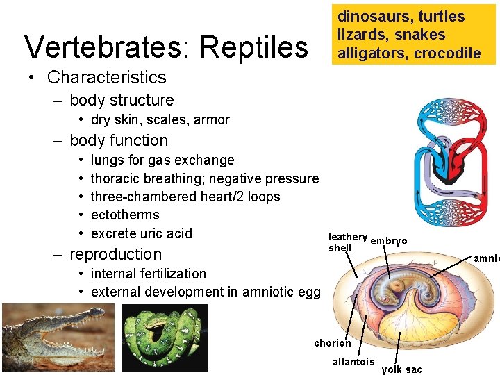 dinosaurs, turtles lizards, snakes alligators, crocodile Vertebrates: Reptiles • Characteristics – body structure •