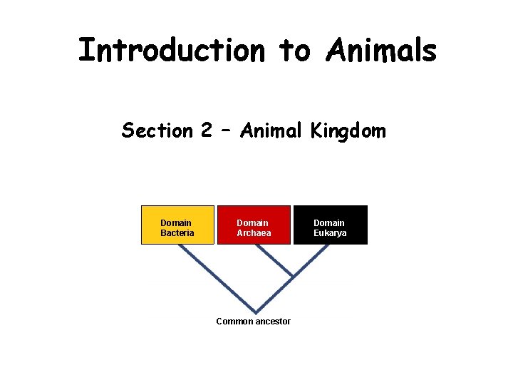 Introduction to Animals Section 2 – Animal Kingdom Domain Bacteria Domain Archaea Common ancestor