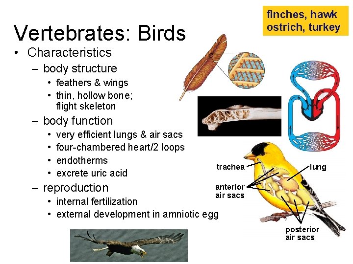 finches, hawk ostrich, turkey Vertebrates: Birds • Characteristics – body structure • feathers &