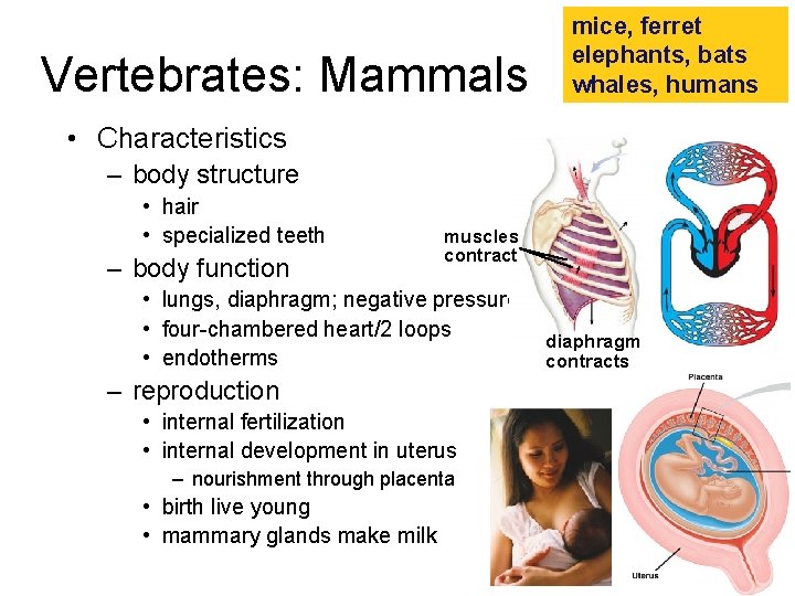 Vertebrates: Mammals mice, ferret elephants, bats whales, humans • Characteristics – body structure •