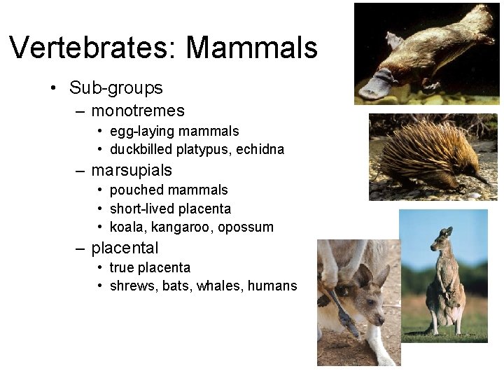 Vertebrates: Mammals • Sub-groups – monotremes • egg-laying mammals • duckbilled platypus, echidna –