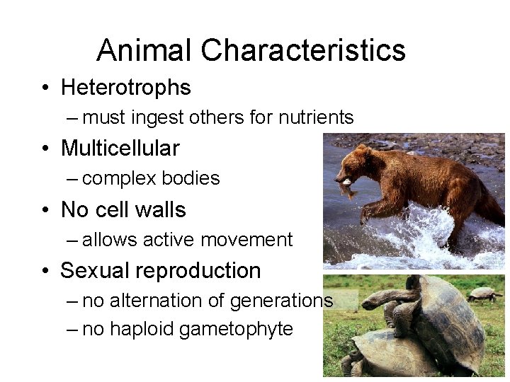 Animal Characteristics • Heterotrophs – must ingest others for nutrients • Multicellular – complex