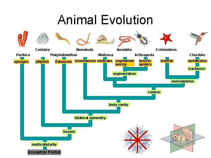 Animal Evolution Cnidaria Porifera sponges jellyfish Nematoda Platyhelminthes Annelida Mollusca Echinoderm Arthropoda flatworms roundworms