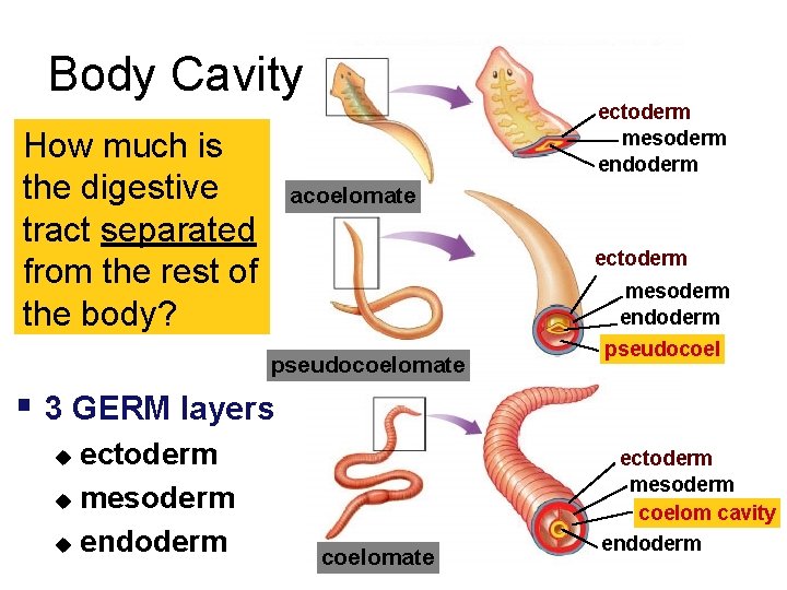 Body Cavity How much is the digestive tract separated from the rest of the