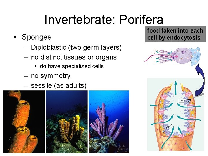Invertebrate: Porifera • Sponges – Diploblastic (two germ layers) – no distinct tissues or