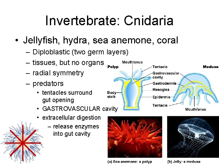 Invertebrate: Cnidaria • Jellyfish, hydra, sea anemone, coral – – Diploblastic (two germ layers)