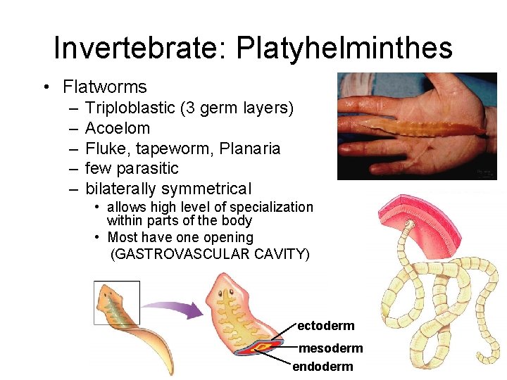 Invertebrate: Platyhelminthes • Flatworms – – – Triploblastic (3 germ layers) Acoelom Fluke, tapeworm,