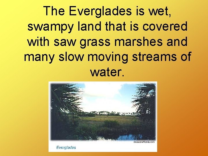 The Everglades is wet, swampy land that is covered with saw grass marshes and