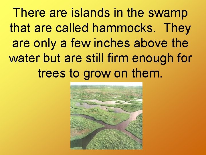 There are islands in the swamp that are called hammocks. They are only a
